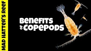 Benefits of Copepods in a Reef Tank [upl. by Libenson]