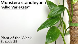 How To Care For Monstera standleyana quotAlbo Variegataquot  Plant Of The Week Ep 28 [upl. by Chap]