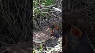 Pipit mom feeding two babies p1trending shorts short viral [upl. by Dena470]