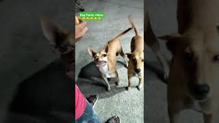 Dog funny videos comedy funny videos 😂😂😂😂😂😂 shorts pets dog subscribe shortsfeed doglover [upl. by Ennovoj132]