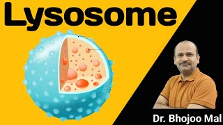 Lysosome  Class 11 biology  by Dr Bhojoo Mal [upl. by Ellerihs]