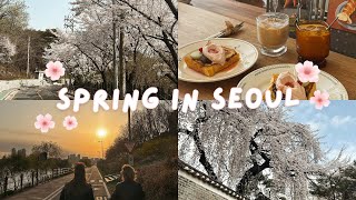 Spring in Seoul  cherry blossoms picnics and han river [upl. by Egiedan]