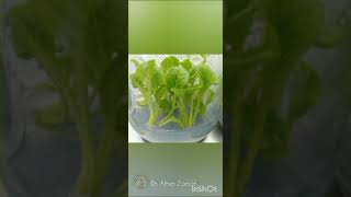 Micropropagation of Gerbera Genotypes A Chronological Display PART 1 Dr Zaman [upl. by Kassia]