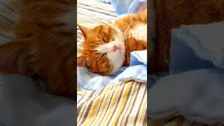 After a hearty meal Orange goes to sleep❤️❤️❤️ cat pets funny [upl. by Nezah726]