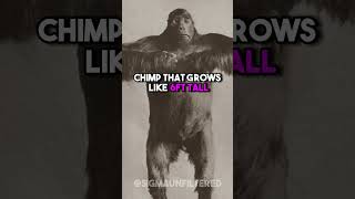 Discovering Lion Killer Chimps  JRE featuring Mike Tyson [upl. by Michale]