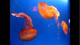 Pacific sea nettle jellyfish Chrysaora fuscescens [upl. by Tessi321]