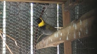 Tobi yerbero de cuba cuban finch two month old baby [upl. by Pris155]