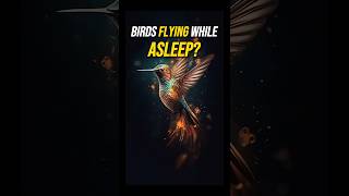 Birds Can Sleep While Flying How Do They Do It [upl. by Kloman]