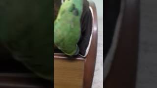 Plump headed parakeet talking in hindi [upl. by Yenmor131]