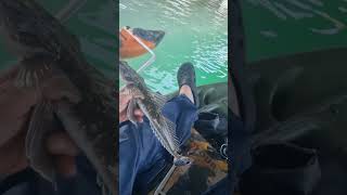 Currumbin Creek fishing zman fyp youtubeshorts [upl. by Enneles773]