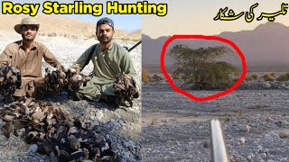 Rosy Starling Hunting Vlog amp Cooking  Taliyar Shikar 2024 Season  охота на птиц [upl. by Rudy]