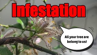 Aphid Problems With My Zone 6 Lemon Tree And how I solved them [upl. by Erasaec824]