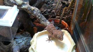 Feeding Time for Tokay Geckos [upl. by Sieracki]