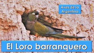 Loro barranquero Burrowing Parrot Cyanoliseus patagonus Aves de la Argentina [upl. by Quennie895]