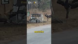 Perros Salvajes Atacando a Hienas shorts animalessalvajes [upl. by Neeloc31]