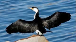 Cormorant  Bird Song  Bird Call [upl. by Nosmas]