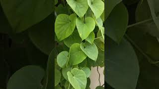 Health benefits of giloygardeningyoutubeshorts medicinalplantsorgeniccaretipsgardeningideas [upl. by Aicnelav]