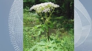 Giant Hogweed [upl. by Ledda966]