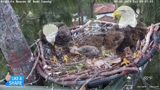 Just Chillin With the Parents  Wildlife Rescue of Dade Nest of Ron Rose amp R6 22 [upl. by Euqinomod]