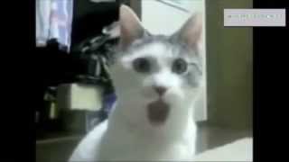 Best of Funny Cats Short Compilation with Sound Effects [upl. by Ijat]