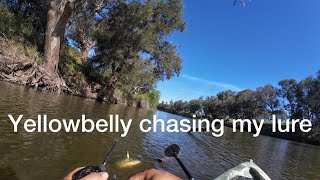 yellowbelly follows my lure golden perch fishing [upl. by Kiryt]