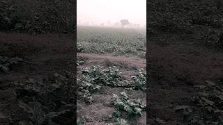 Jamindar farming farmer agriculture villagelife kisanstatus jamidar viralvideo nature [upl. by Ahpla]