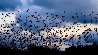 Bellissimo volo di uno stormo di uccelli minacciati dallattacco di un falco di palude [upl. by Devi920]