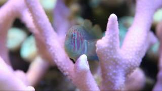 Green Clown Goby HD MACRO Gobiodon histrio rivulatus [upl. by Euqram807]