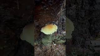 An interesting gilled mushroom growing on a stump [upl. by Nnuahs259]