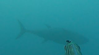 Pesca sub  tonno enorme sulla secca pescasub spearfishing gopro tonno tuna sicilia [upl. by Cruz]