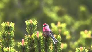 Lesser Redpoll Carduelis cabaret [upl. by Gavriella227]