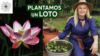 Cómo plantar un Loto en un contenedor [upl. by Sutherland]