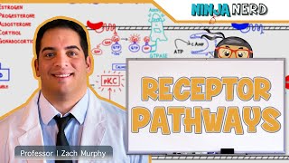 Endocrinology  Receptor Pathways [upl. by Aimekahs]