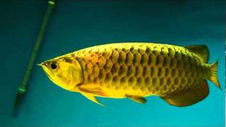 24k gold arowana [upl. by Laux301]