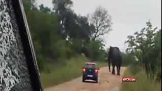 Footage of elephant rolling car in Kruger Park [upl. by Caroline]