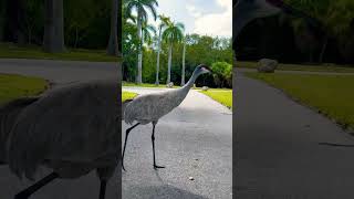 Crandon Park Fl herping herping miami [upl. by Eentirb485]