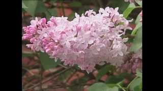 Gardening in the Zone Lilacs [upl. by Sedecram]