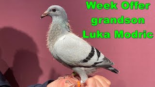 Week Offer with Grandson Luka Modric SOLD [upl. by Esdnyl136]