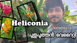 Heliconia plant collection for sale  Heliconia plants for cut flower  Heliconia variety for sale [upl. by Zacharias430]