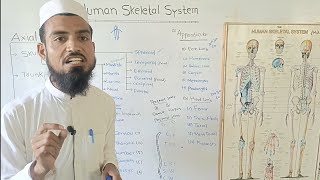 Human Skeletal SystemNames of BonesHow to memorizeExplain by shakir waheed [upl. by Violetta946]