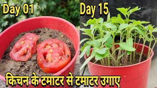 Kitchen ke tamatar se best paudhe ugaae  Heirloom tomato plant [upl. by Atikat]