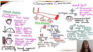 Sanguinaria Canadensis in HINDI  Pictorial representation of DRUG  Homeopathy Medicine [upl. by Andriette]