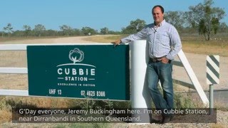 Is Qld cotton irrigation killing the Darling River [upl. by Nnylarak438]