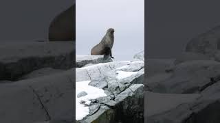 Fur Seal Antarctica wildlife animal animals seal antartica shortvideo shorts short viral [upl. by Williams]