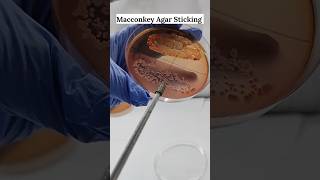 Macconkey Agar Sticking  Microbiology Media Preparation shorts feedshorts science microbiology [upl. by Anisamot]