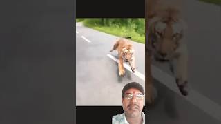 Tiger attack motor bicycle man  animal  shorts  video  green  screen [upl. by Atiuqehs590]