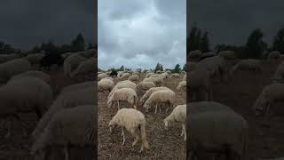 Sheep transhumance Dog 🤠 [upl. by Henn640]