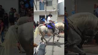 caballo bailando respect caballos animals viralvideo viral funny horse desfile fiesta [upl. by Yelsehc519]