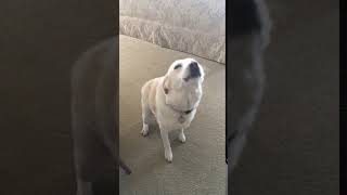 Dog Singing Yellow Labrador Retriever Howling [upl. by Elise608]