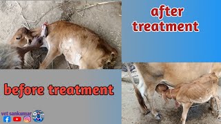 cow calf chronic daihorea । बछड़े के दस्त का ट्रीटमेंट। vet santkumar [upl. by Cornell701]